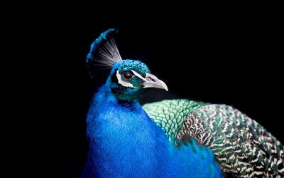 There’s only one opportunity to make a good first impression