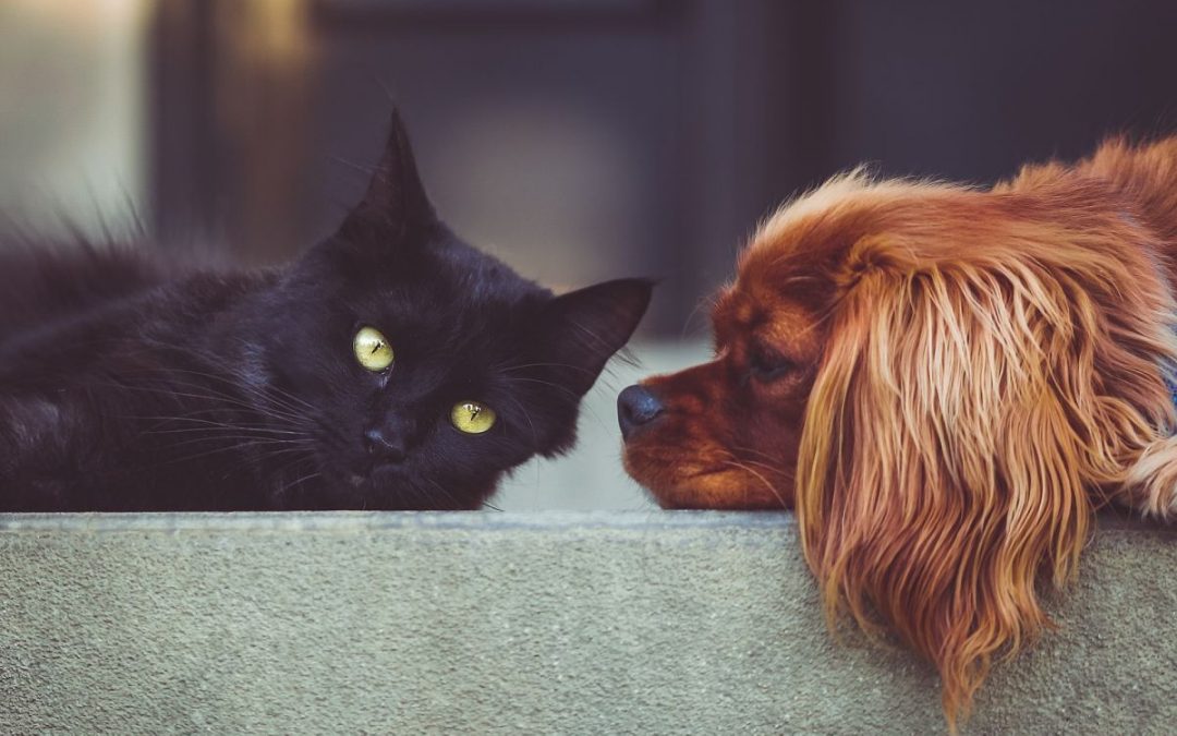 Cat and dog